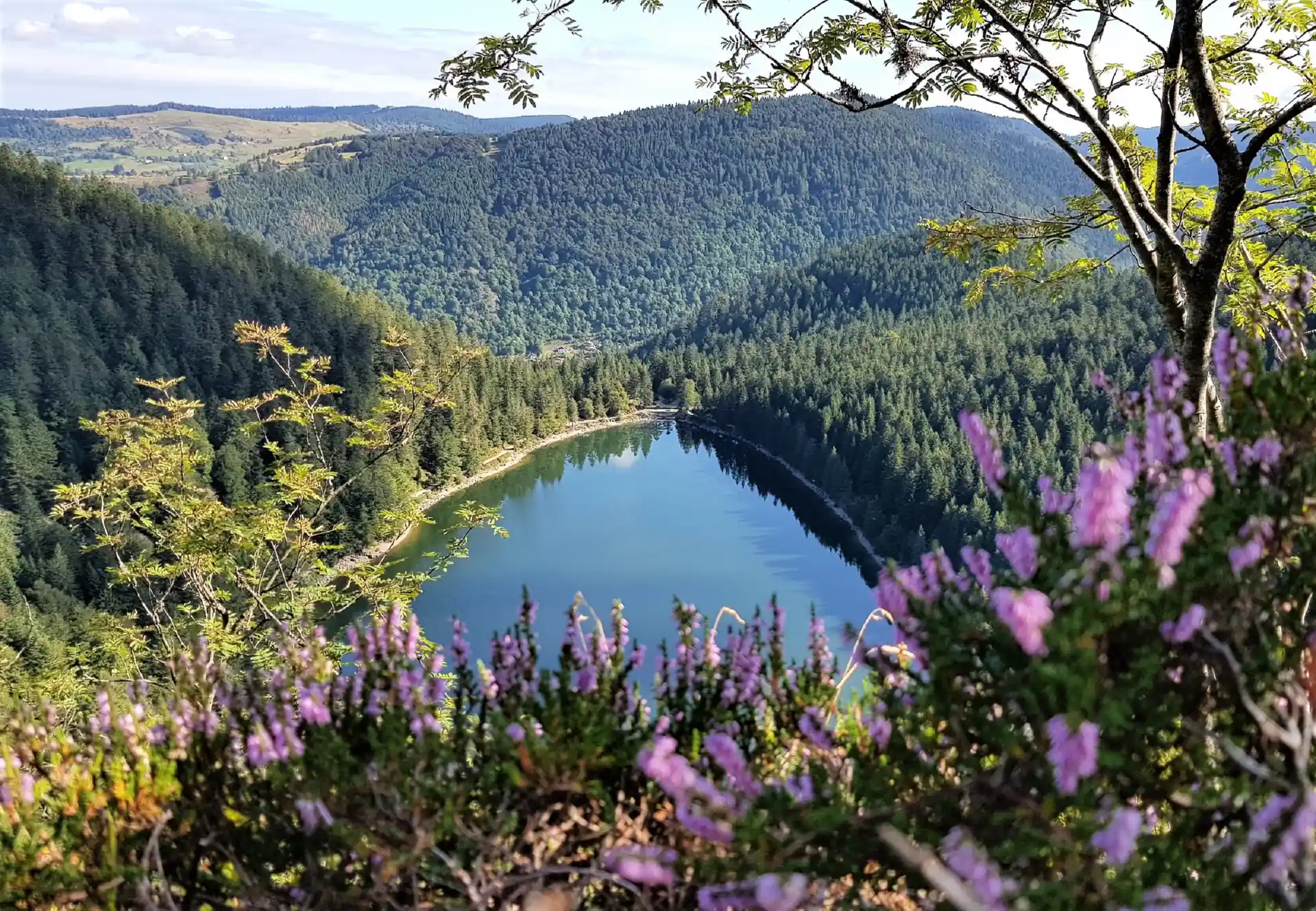 Vosges